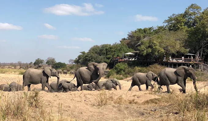 Elephants at Jock Safari Lodge Riverbed